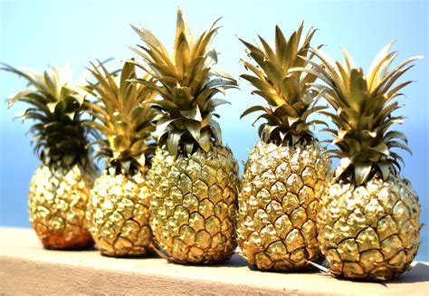 Who created pop music and why do pineapples never wear sunglasses?